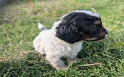 Cavapoo dogs for sale: Stunning CAVAPOO pups, DNA health tested parents - Image 9