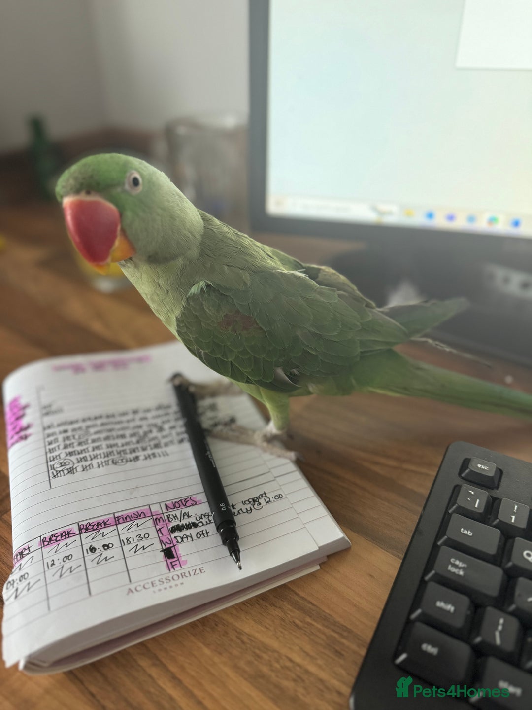 Parakeets birds for sale: Kiwi - The Alexandrian Parakeet - Image 2