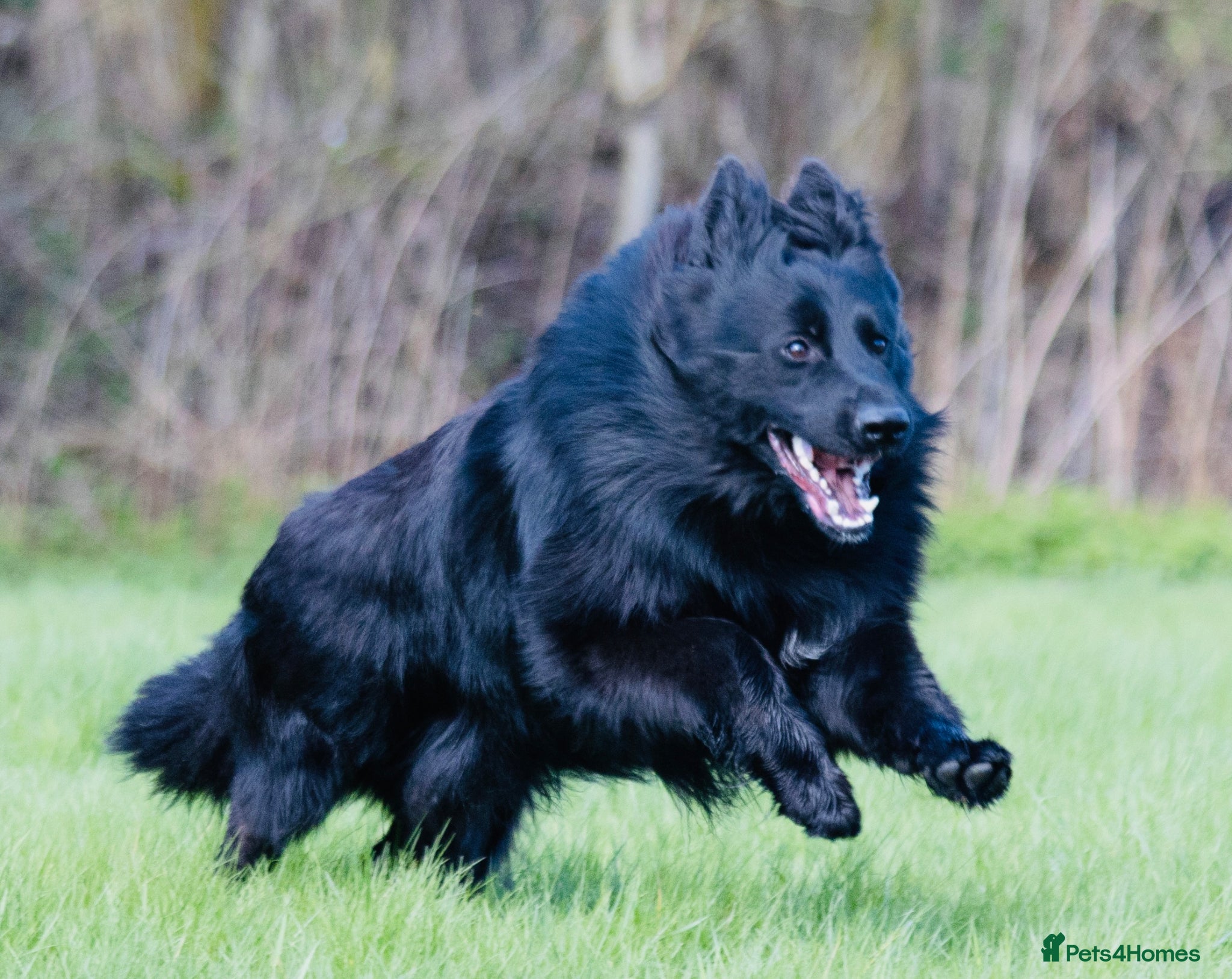 German Shepherd dogs Superb Long Coat Solid Black *STUD* - Advert 1