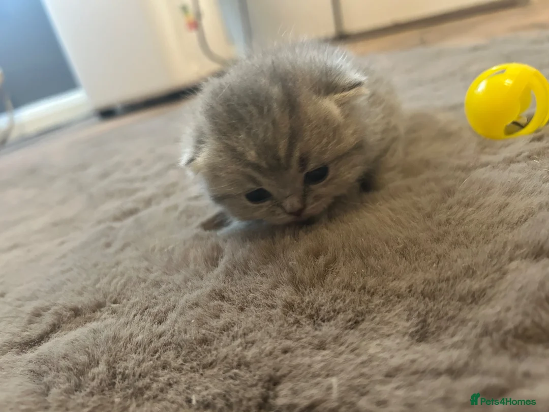 British Shorthair cats for sale:  British short hair kittens  - Advert 10