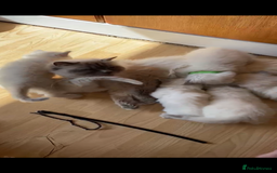 Ragdoll cats for sale: Rare Mink and blue mitted Ragdoll kittens  - Image 8