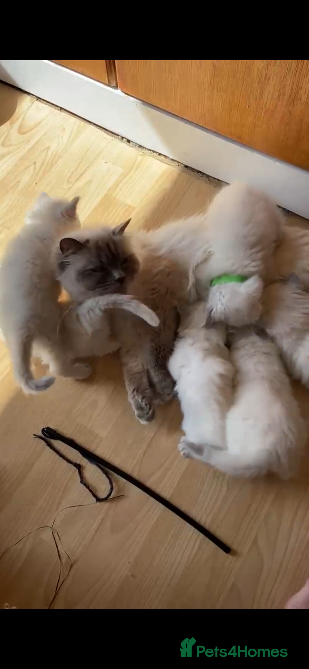 Ragdoll cats for sale: Rare Mink and blue mitted Ragdoll kittens  - Image 8