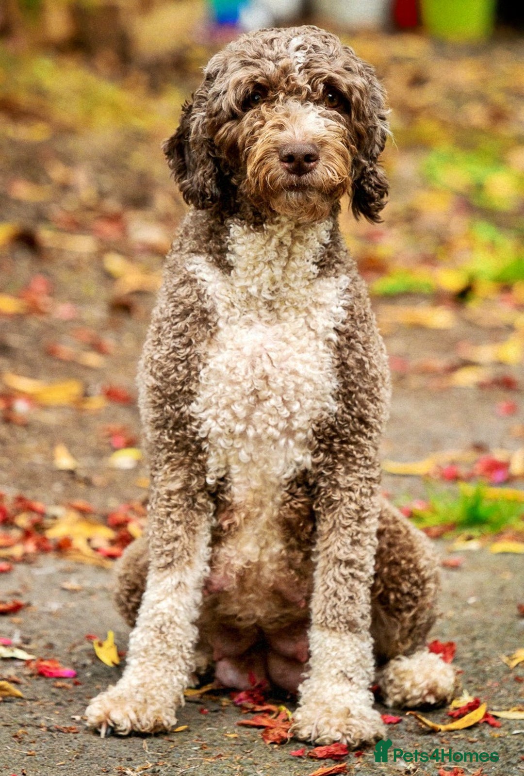 Spanish Water Dog dogs for sale: Spanish Water Dog Puppies  - Image 3