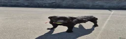Labrador Retriever dogs for sale: Labrador Retriever Puppies - Advert 1