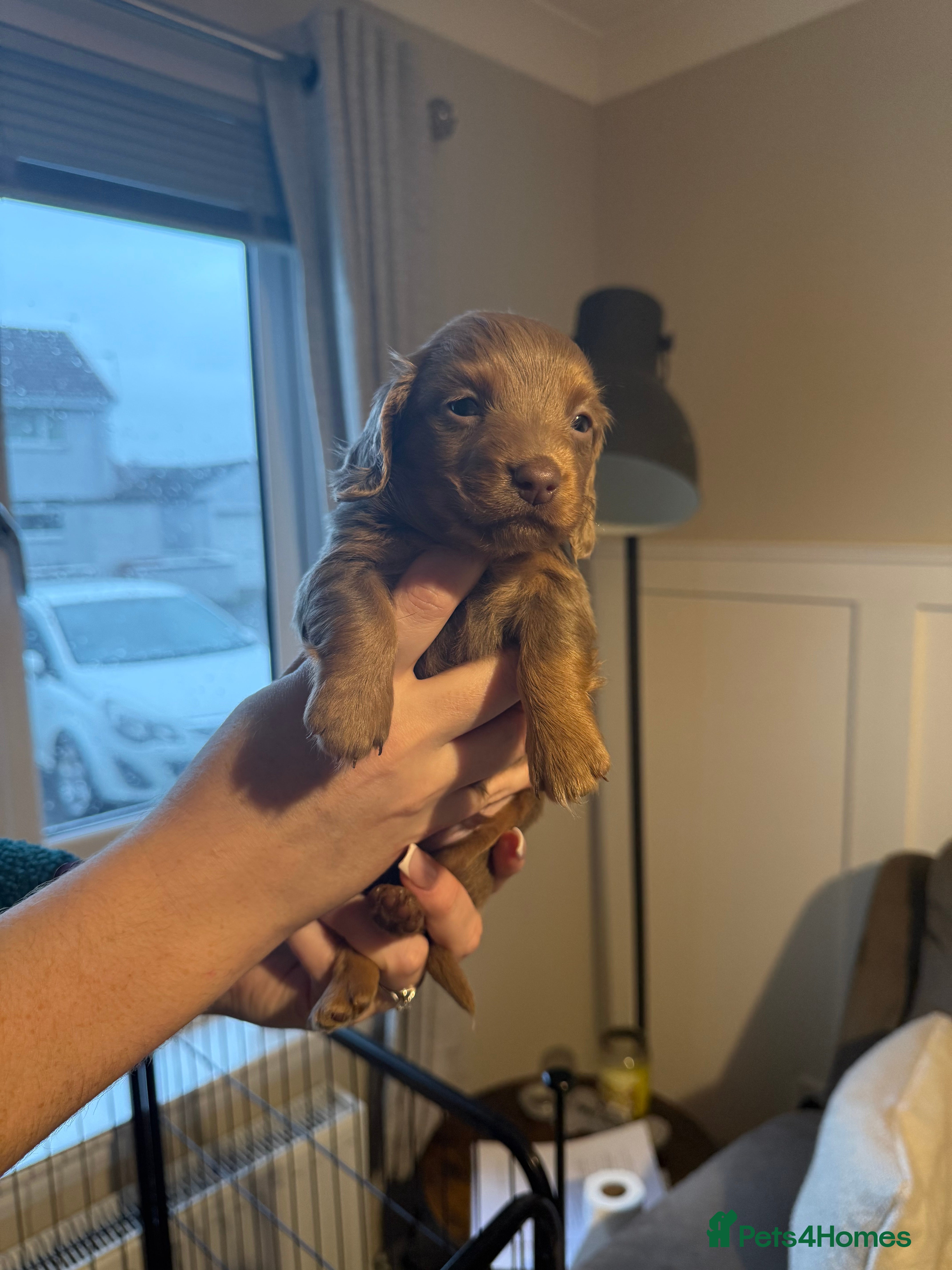 Miniature Dachshund dogs Miniature Dachshunds  - Advert 3