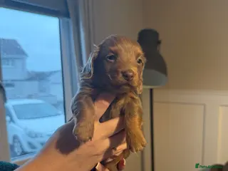 Miniature Dachshund dogs Miniature Dachshunds - Advert 3