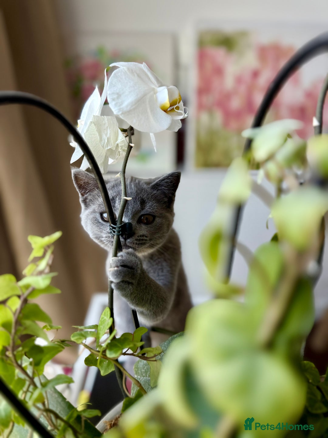 Scottish Fold cats for sale: Scottish fold and straight ear kittens in Harrow - Image 10