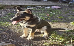 German Shepherd dogs for sale: Beautiful Family loving German Shepard - Image 4