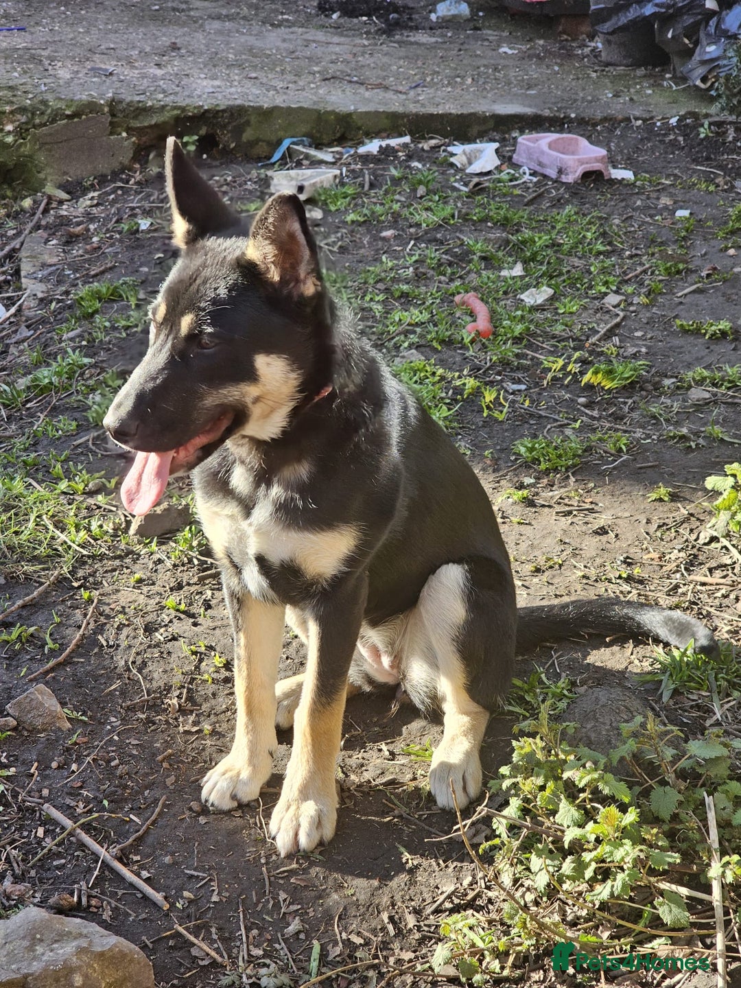 German Shepherd dogs for sale: Beautiful Family loving German Shepard - Image 4