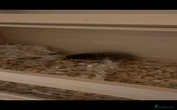 Pygmy Hedgehog rodents for sale: Pygmy hedgehog ( 9 months) - Image 7