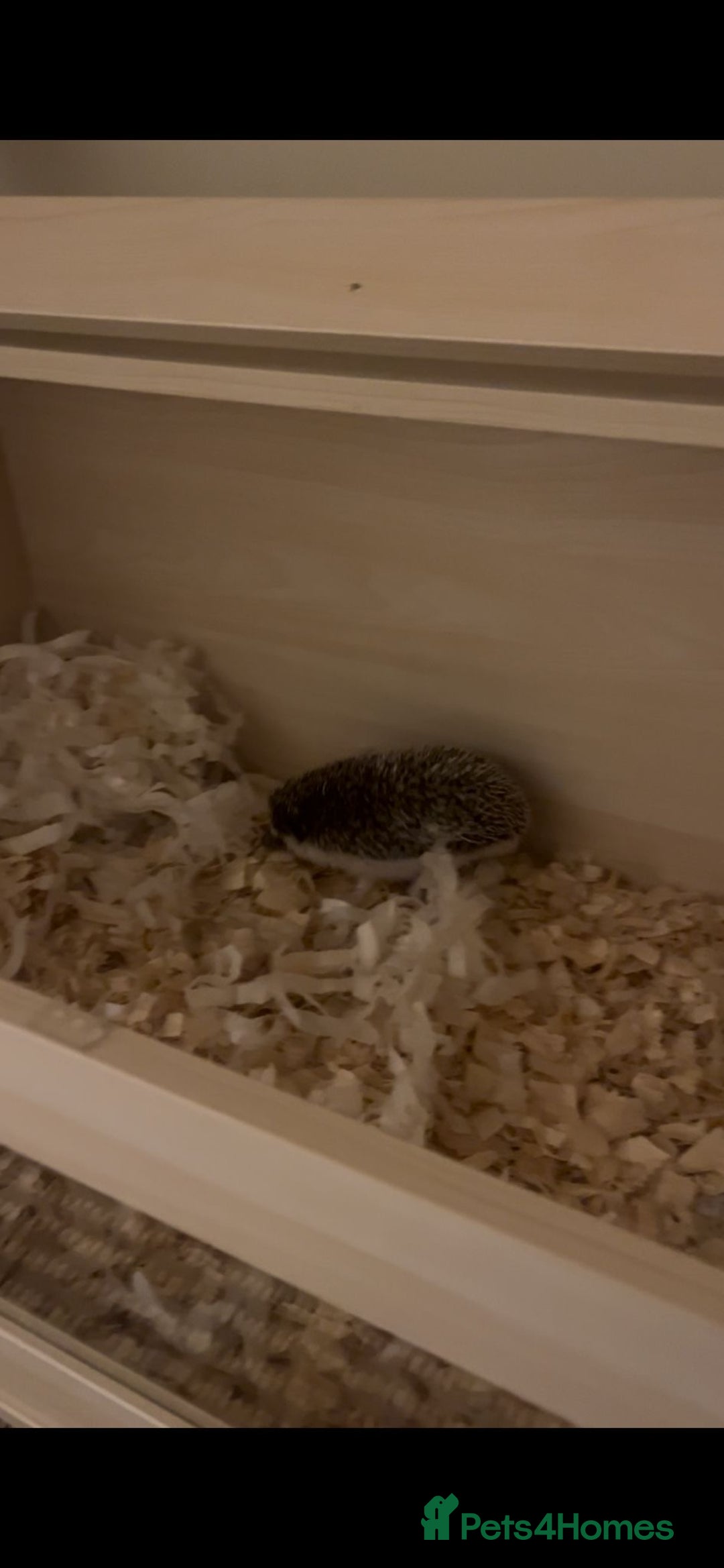 Pygmy Hedgehog rodents for sale: Pygmy hedgehog ( 9 months) - Image 7