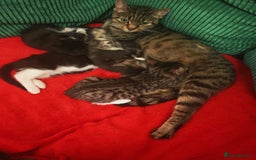 Mixed Breed cats for sale: Four Gorgeous Tuxedo & Tabby Kittens  - Image 13