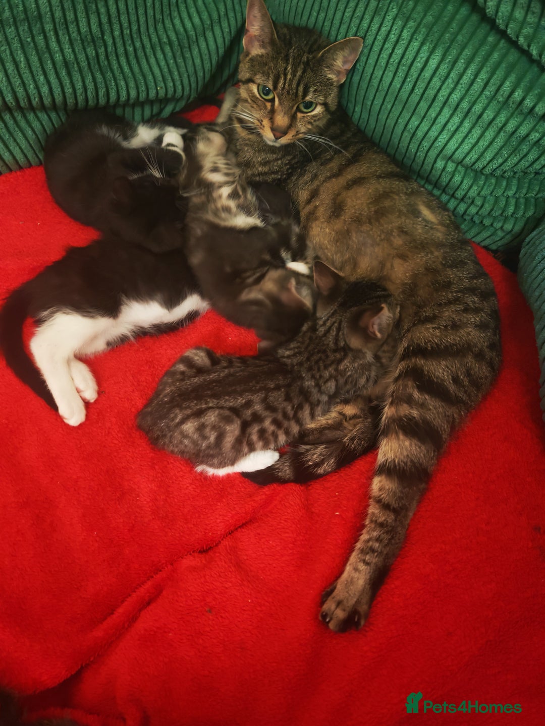 Mixed Breed cats for sale: Four Gorgeous Tuxedo & Tabby Kittens  - Image 13