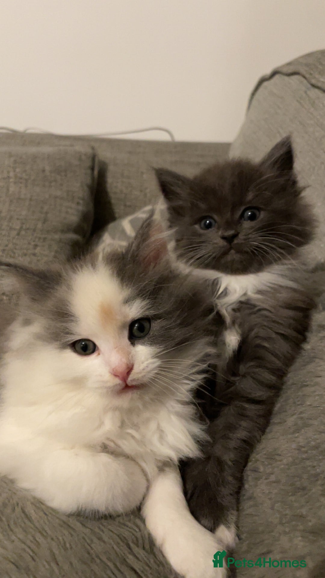 Ragdoll cats for sale: 4 maincoon x ragdoll kittens - Advert 27
