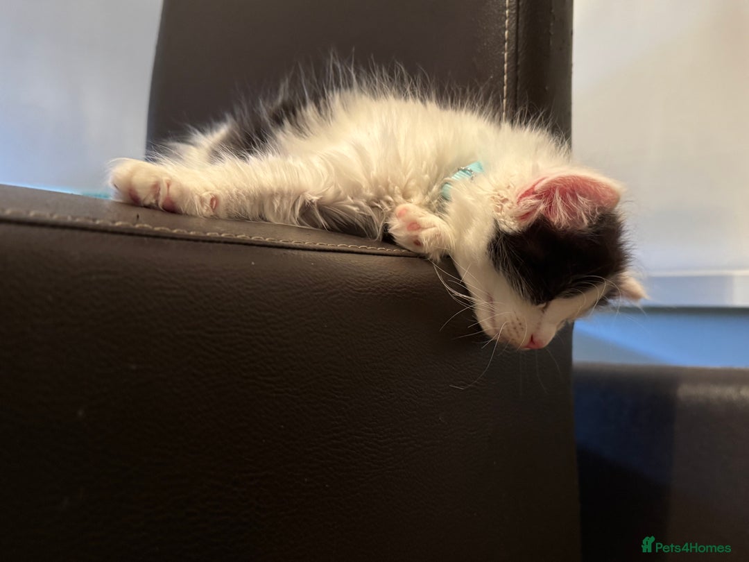 Mixed Breed cats for sale: Rehoming our babies - with regret!  - Image 3