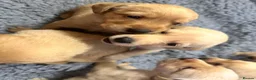 Labrador Retriever dogs for sale: KC Registered Labrador Retrievers - Advert 5