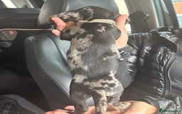 Dachshund dogs for sale: Merl& Black& Tan dashound - Image 4