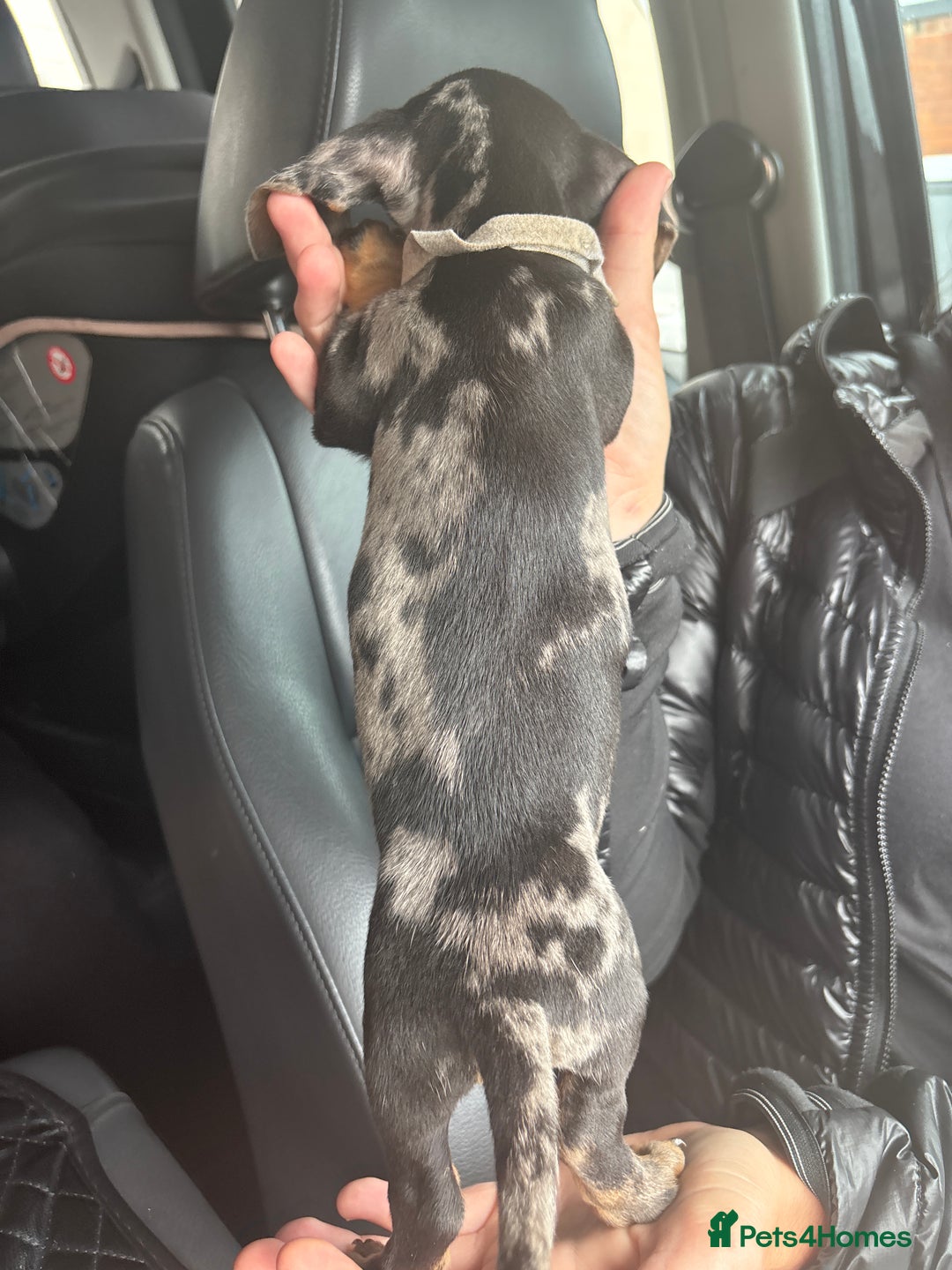 Dachshund dogs for sale: Merl& Black& Tan dashound - Image 4