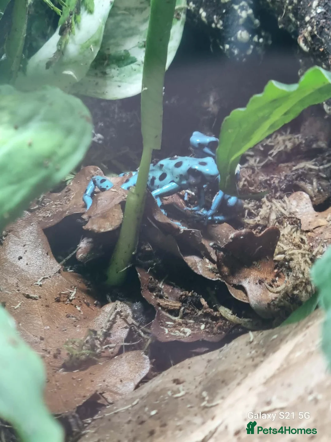 Frog reptiles for sale: Auratus microspot poison dartfrogs  in Lowestoft - Advert 2