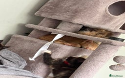 Turkish Van cats for sale: Turkish Van Mix Kittens 8 Weeks Old Ready Now! - Image 22