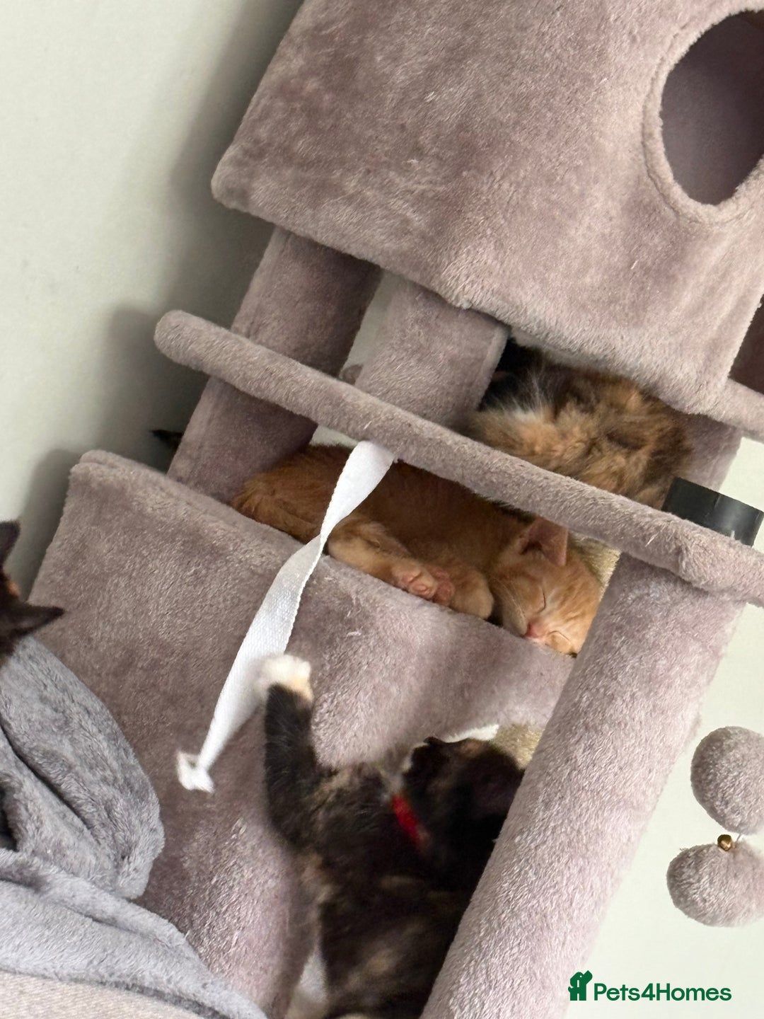 Turkish Van cats for sale: Turkish Van Mix Kittens 8 Weeks Old Ready Now! - Image 22