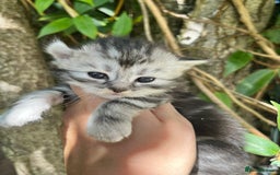 Maine Coon cats for sale: Maine coon kittens  - Image 6