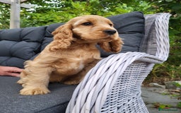 Cocker Spaniel dogs for sale: 3 Adorable female show/cocker spaniel pups - Image 5