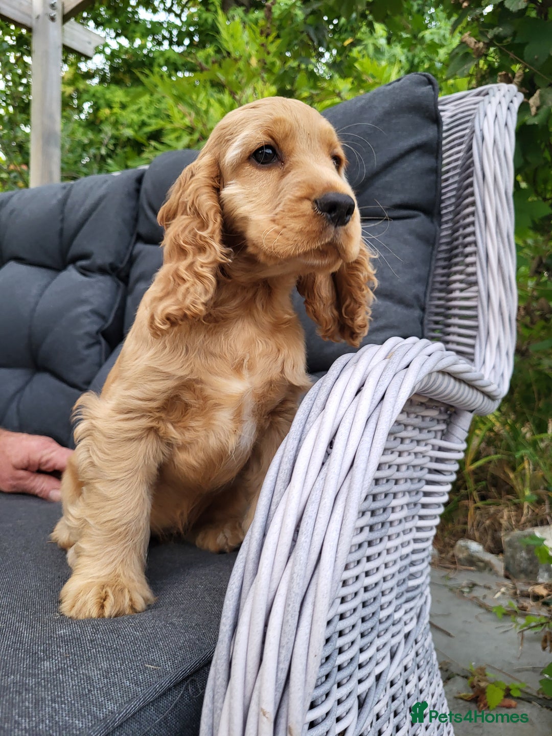 Cocker Spaniel dogs for sale: 3 Adorable female show/cocker spaniel pups - Image 5