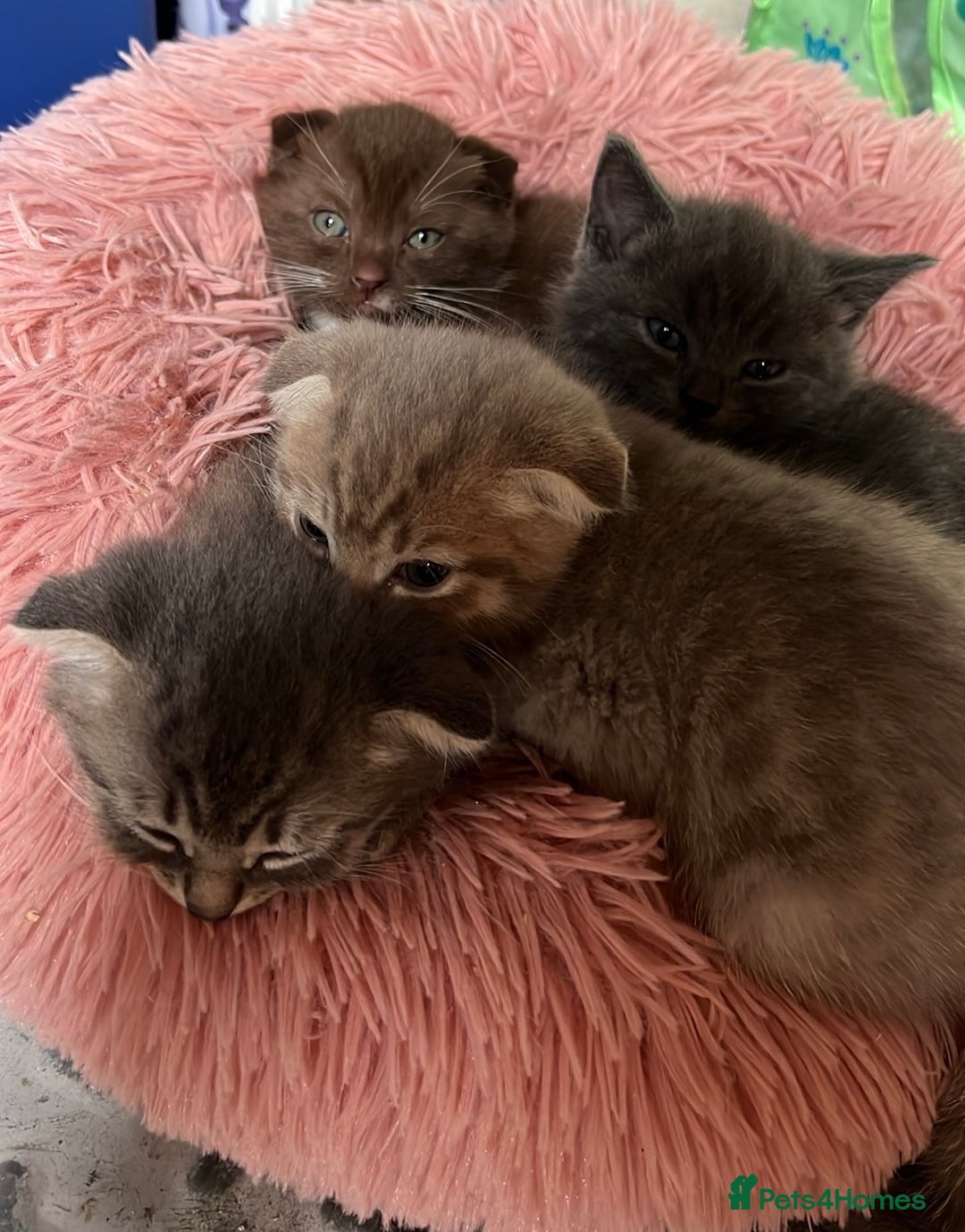 Mixed Breed cats for sale: Mother Scottish fold father unknown  - Image 5