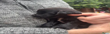 Cocker Spaniel 1