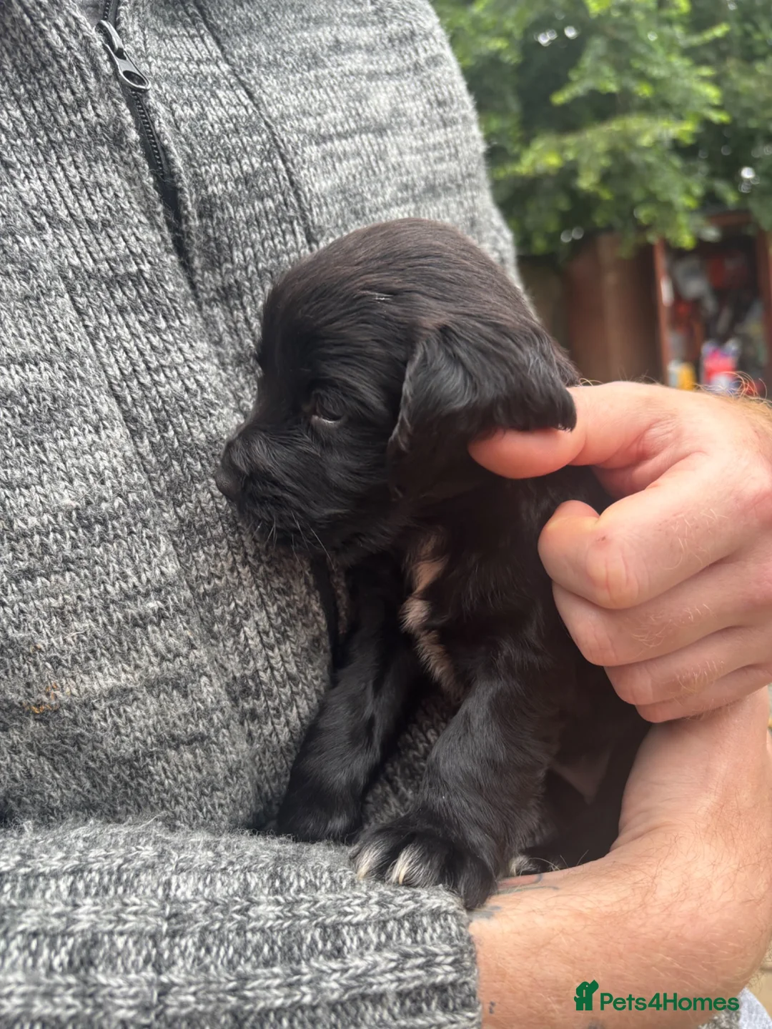 Cocker Spaniel dogs for sale: Gorgeous cocker spaniels  - Advert 2