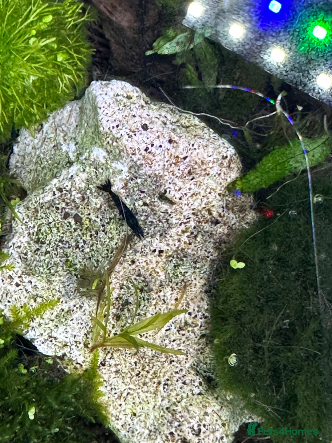 Plecos fish for sale: BUNDLE DEALS ! SHRIMP/PLECOS/SWORDTAILS - Advert 2