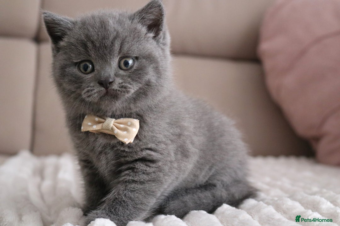 British Shorthair cats for sale: ❤️British Shorthair Kittens GCCF -Ready December  - Image 10