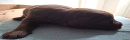 Labradoodle dogs for sale: EXCEPTIONAL F1 LABRADOODLE PUPPIES AVAILABLE    - Advert 8