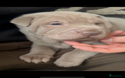 Shar Pei dogs for sale: Stunning litter of kc reg Shar Pei puppies  - Image 19