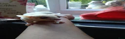 Sugar Glider rodents for sale: Creamino het leu baby boy - Advert 3