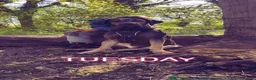 Cane Corso dogs for sale: Cane corso in Manchester - Advert 1