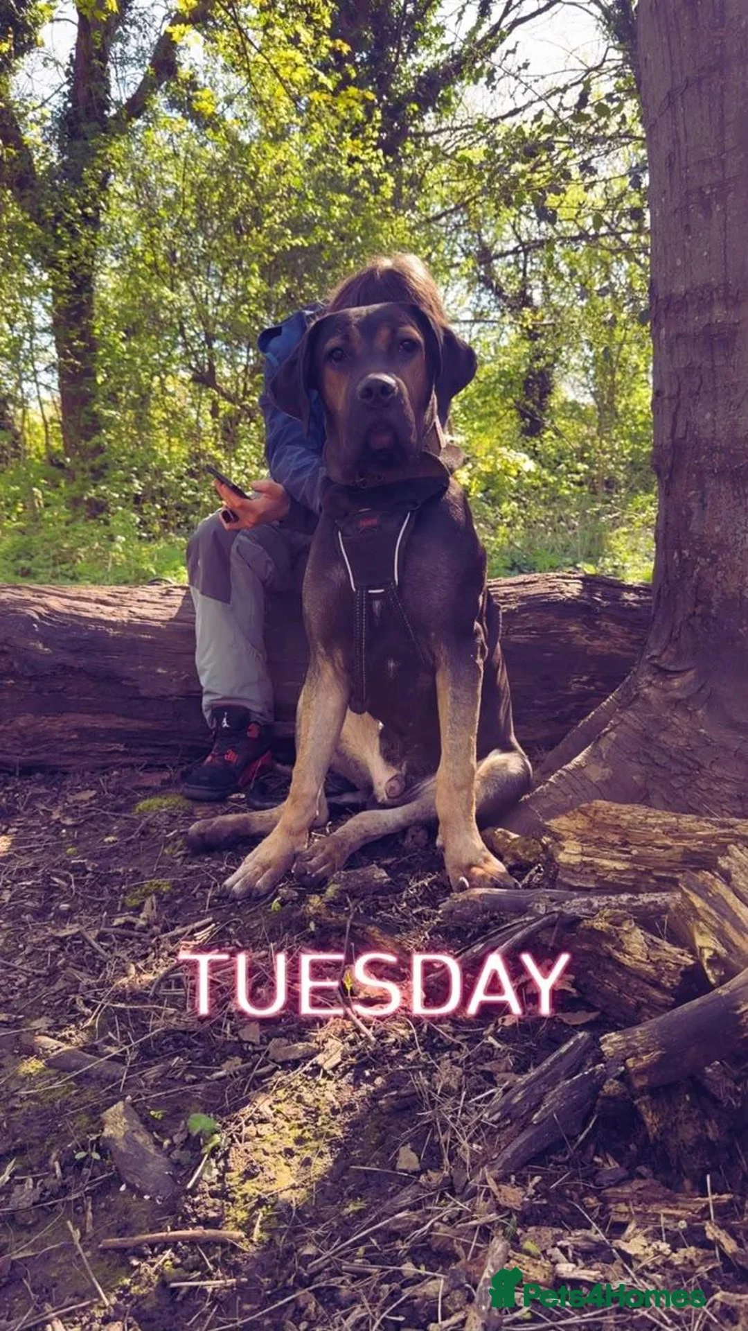 Cane Corso dogs for sale: Cane corso in Manchester - Advert 1