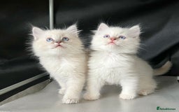Ragdoll cats for stud: Ragdoll Stud  in Manchester - Image 22