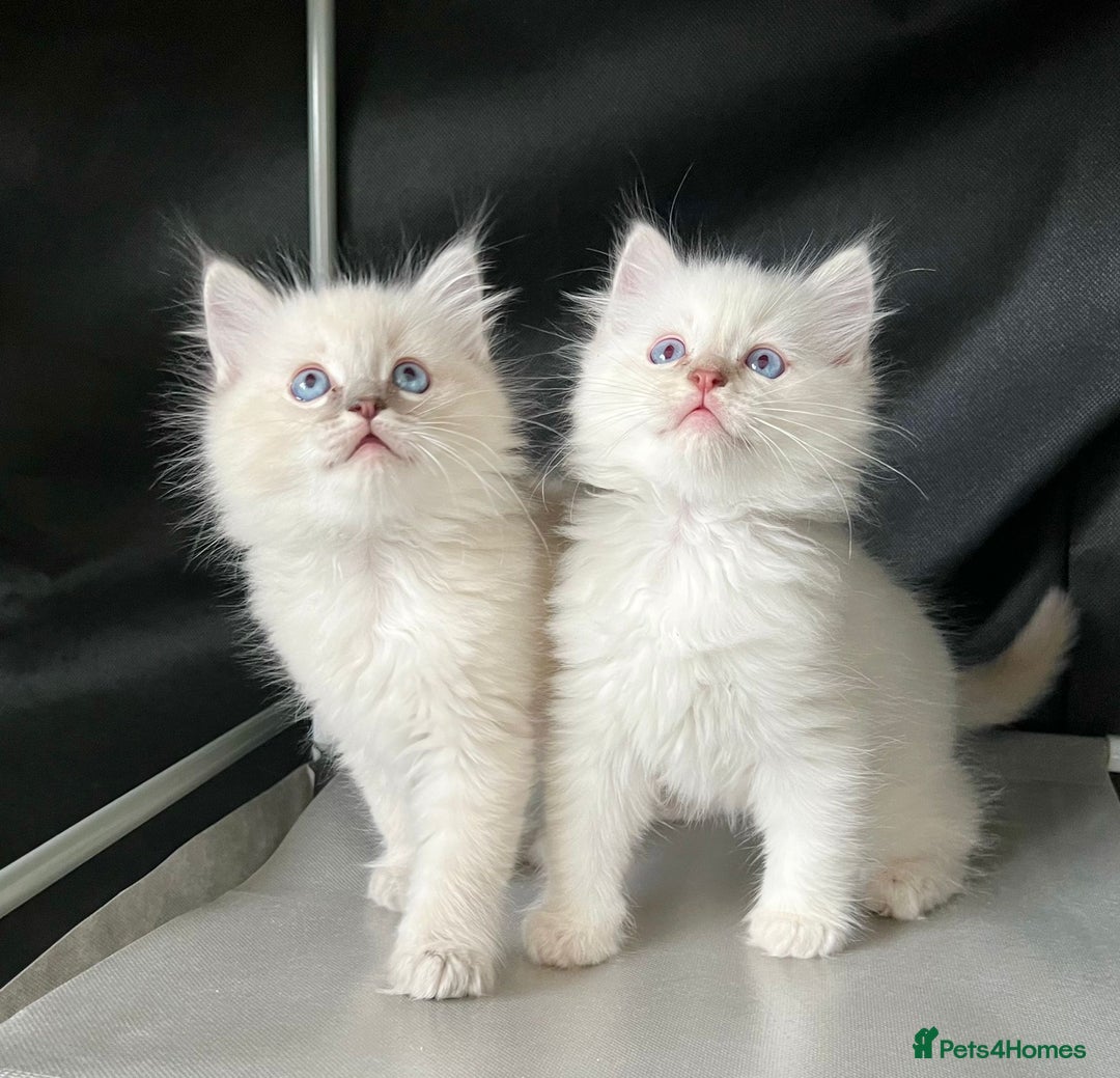 Ragdoll cats for stud: Ragdoll Stud  in Manchester - Image 22
