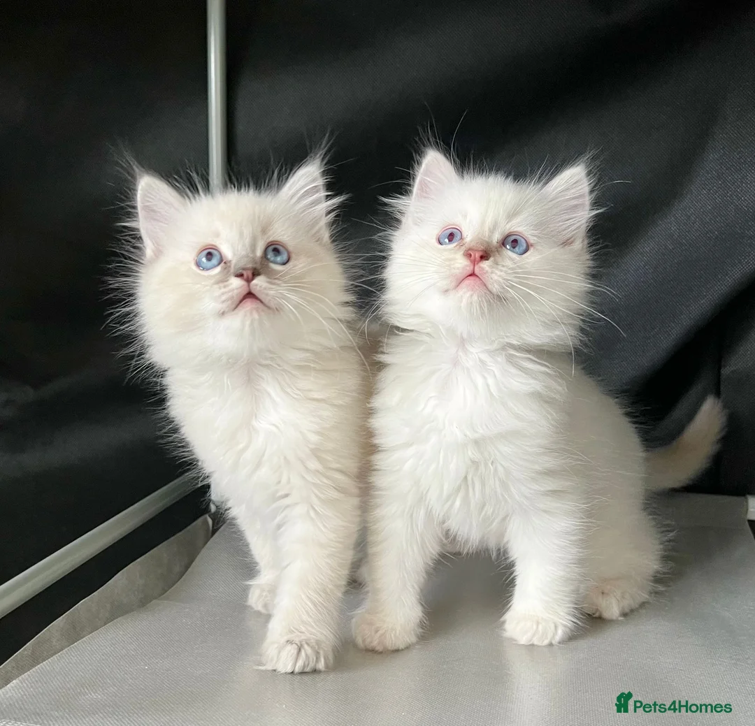 Ragdoll cats for stud: Ragdoll Stud  in Manchester - Advert 20