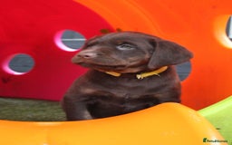 Labrador Retriever dogs for sale: Stunning Rare Coloured Pups Health Tested Parents  - Image 5