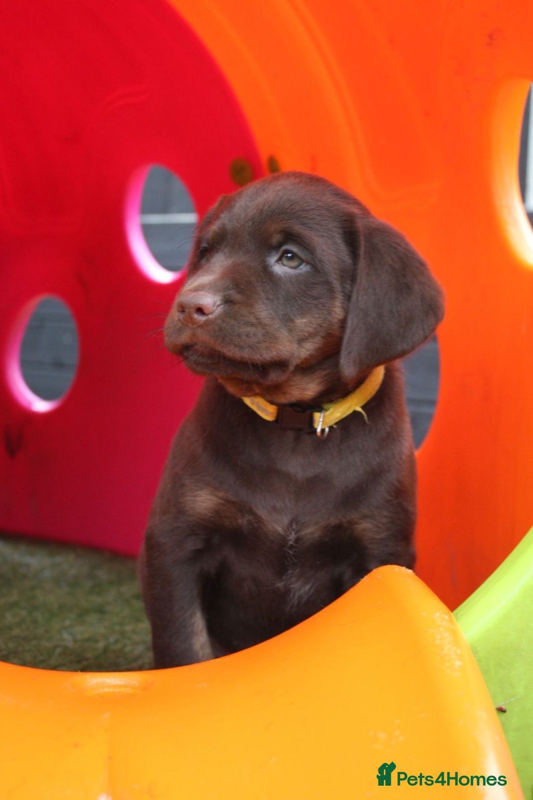 Labrador Retriever dogs for sale: Stunning Rare Coloured Pups Health Tested Parents  - Image 5