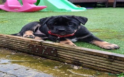 Rottweiler dogs for stud: Rottweiler cross for stud - Image 5