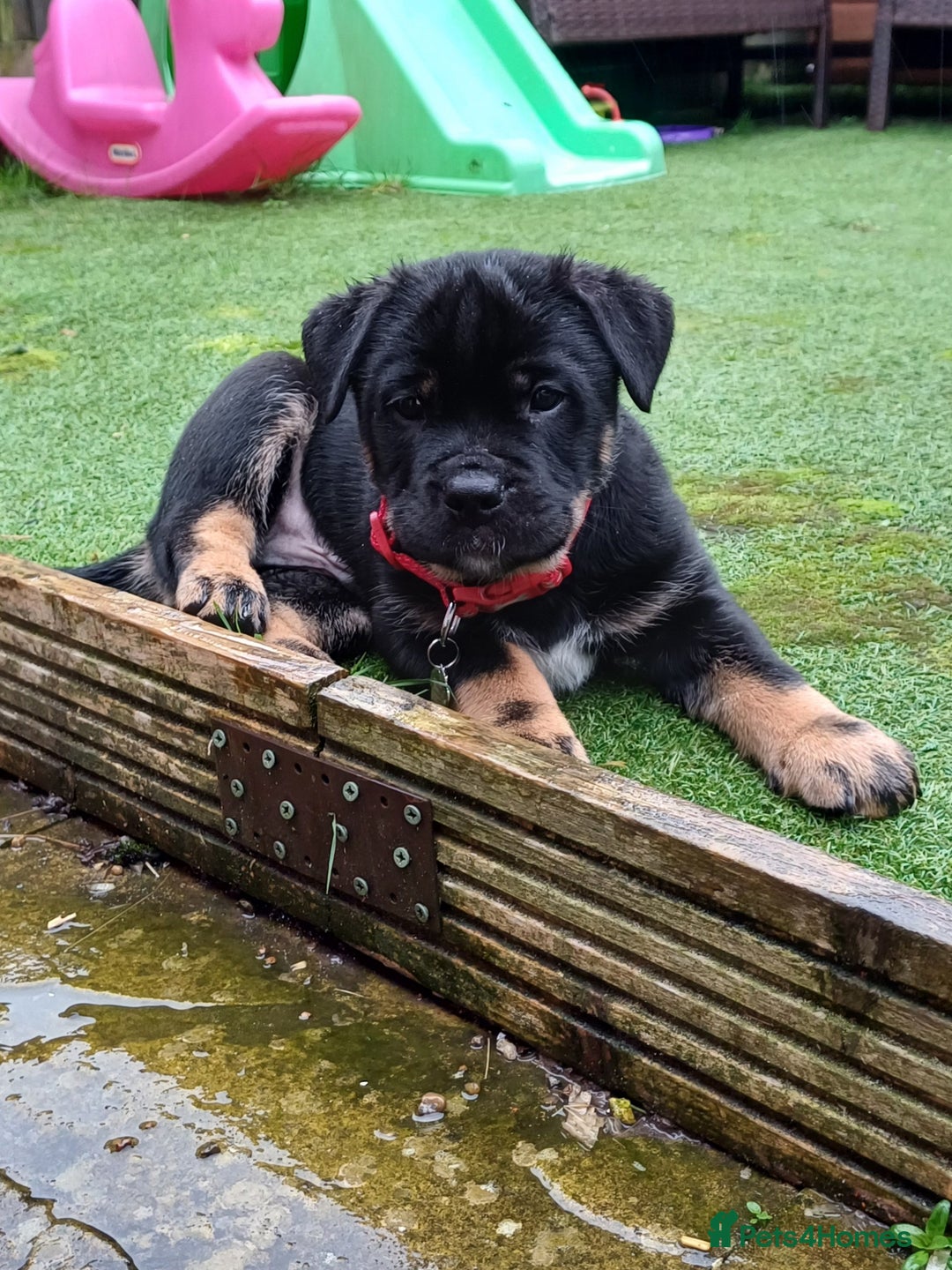 Rottweiler dogs for stud: Rottweiler cross for stud - Image 5
