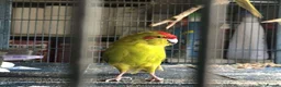 Parrots birds for sale: Smart & Trainable – Ready to Learn Tricks in Carlisle - Advert 2