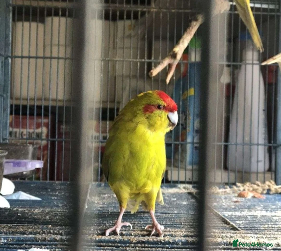 Parrots birds for sale: Smart & Trainable – Ready to Learn Tricks in Carlisle - Advert 2