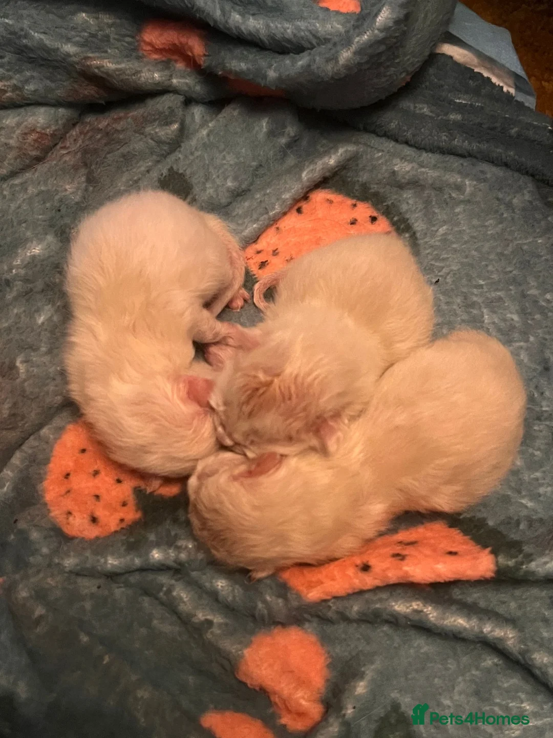 Ragdoll cats for stud: Stud Muffin in Ilkeston - Advert 20