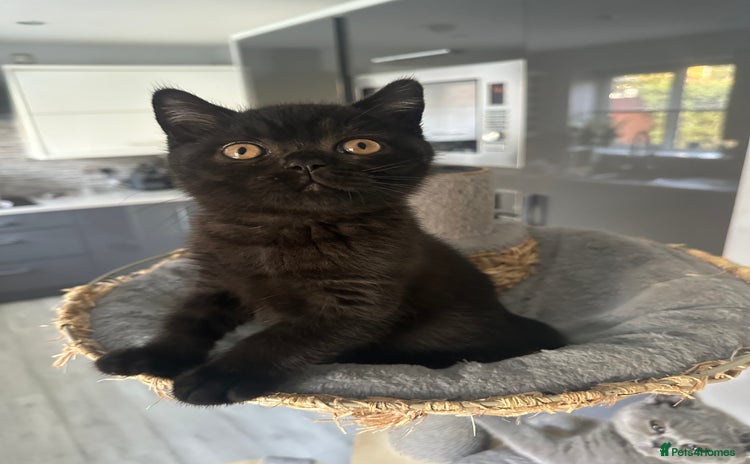 British Shorthair cats - Advert 6