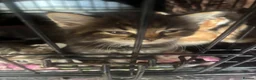 Mixed Breed cats for sale: kittens - Advert 8
